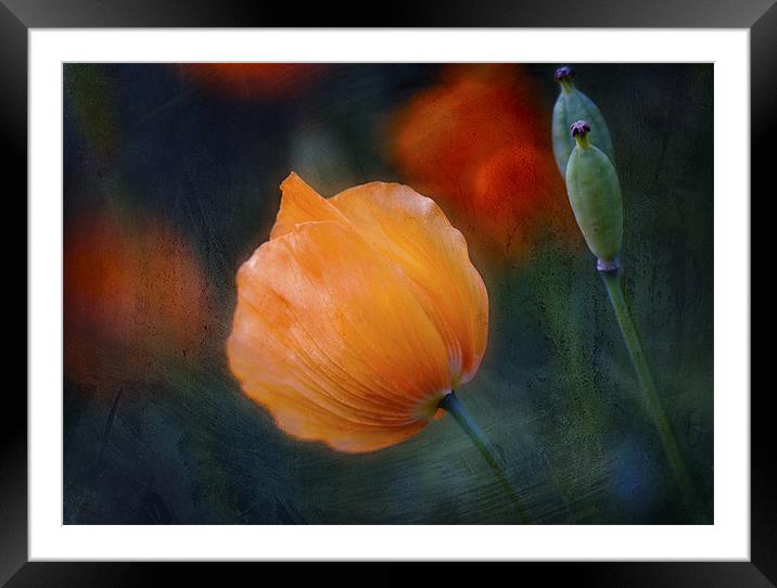 Welsh Poppy Framed Mounted Print by Dawn Cox