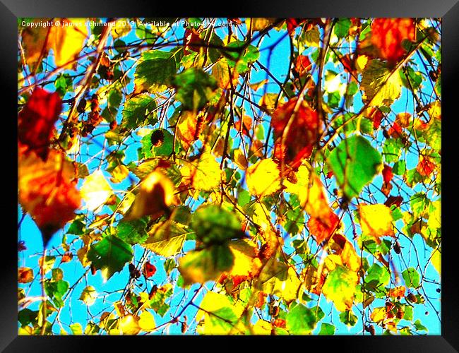 Leaves in Autumn Framed Print by james richmond