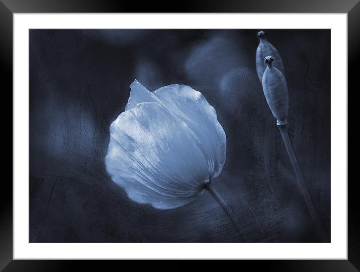 Twilight Poppies Framed Mounted Print by Dawn Cox