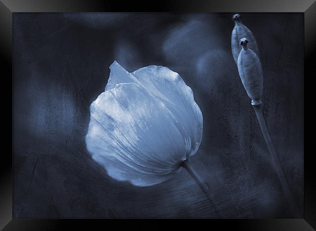 Twilight Poppies Framed Print by Dawn Cox