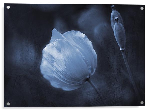 Twilight Poppies Acrylic by Dawn Cox