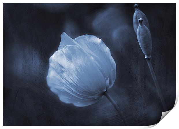 Twilight Poppies Print by Dawn Cox