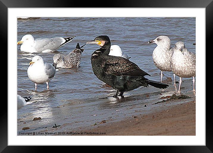 Cormorant ?? and friends. Framed Mounted Print by Lilian Marshall
