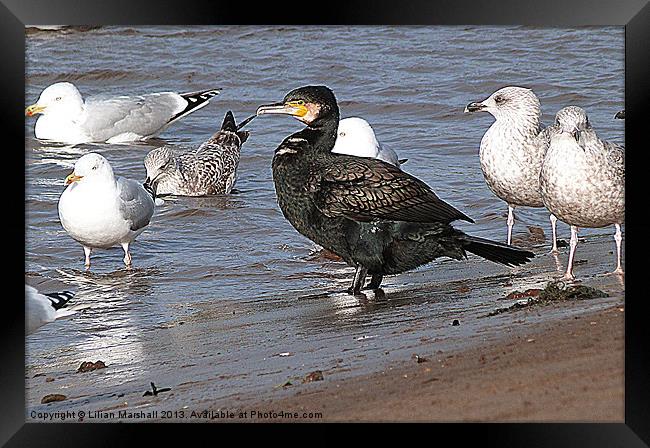 Cormorant ?? and friends. Framed Print by Lilian Marshall