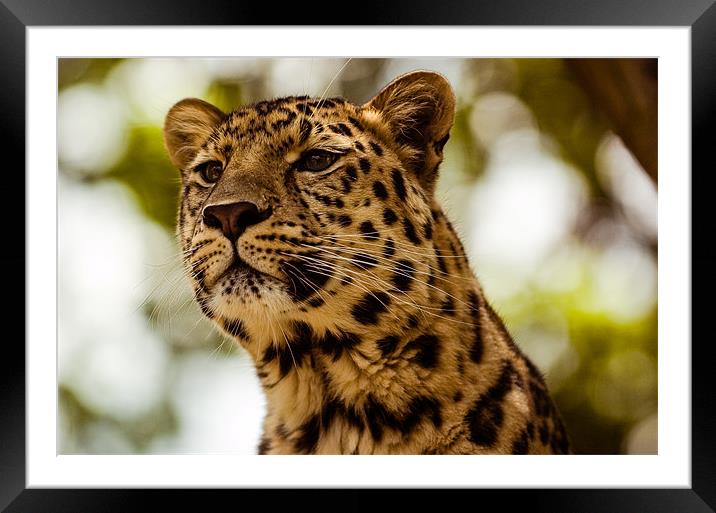 Leopard Framed Mounted Print by Mark Llewellyn