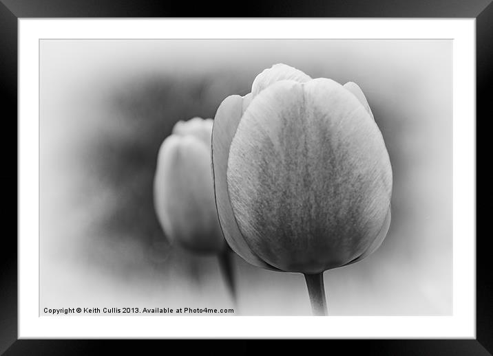Tulips Framed Mounted Print by Keith Cullis