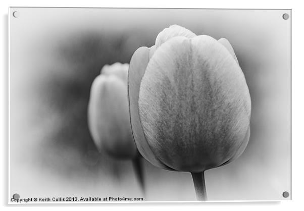 Tulips Acrylic by Keith Cullis