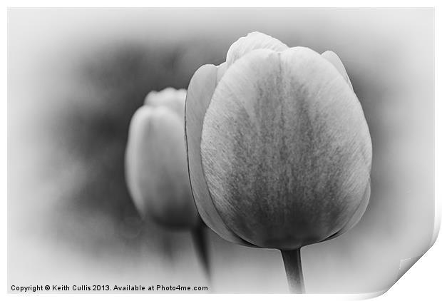 Tulips Print by Keith Cullis