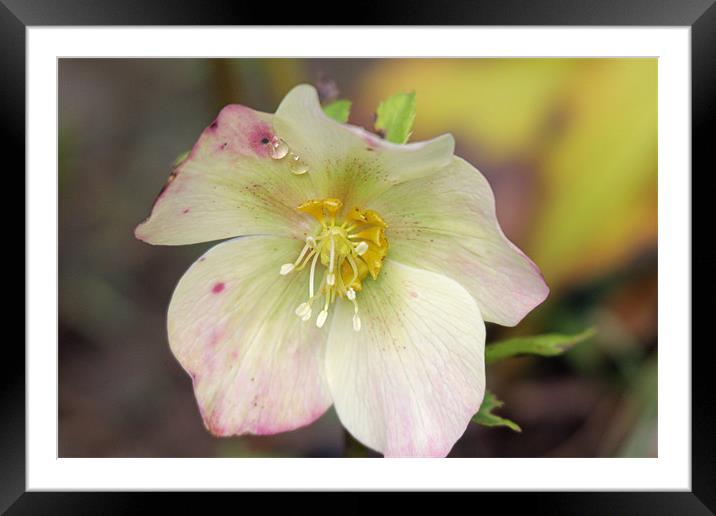 flower with water droplets Framed Mounted Print by Martyn Bennett