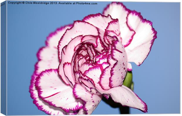 Beautiful Purple and White Carnation Canvas Print by Chris Wooldridge
