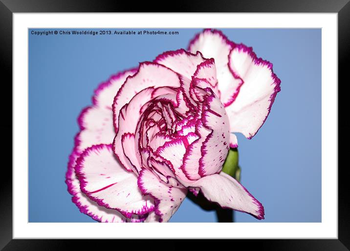 Beautiful Purple and White Carnation Framed Mounted Print by Chris Wooldridge