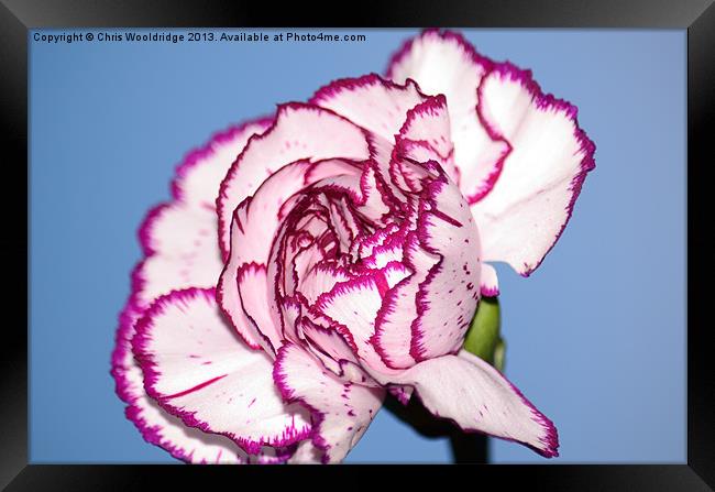 Beautiful Purple and White Carnation Framed Print by Chris Wooldridge