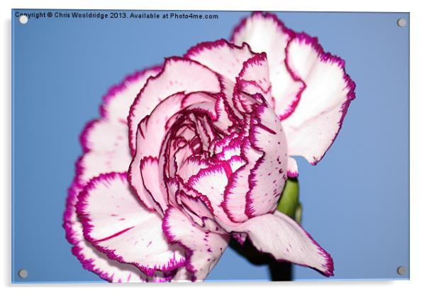 Beautiful Purple and White Carnation Acrylic by Chris Wooldridge