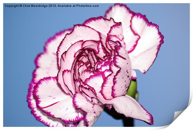 Beautiful Purple and White Carnation Print by Chris Wooldridge