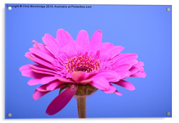 Beautiful pink Gerbera Acrylic by Chris Wooldridge