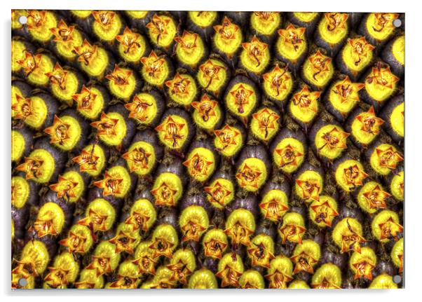 Sunflower Head Macro Acrylic by Mike Gorton
