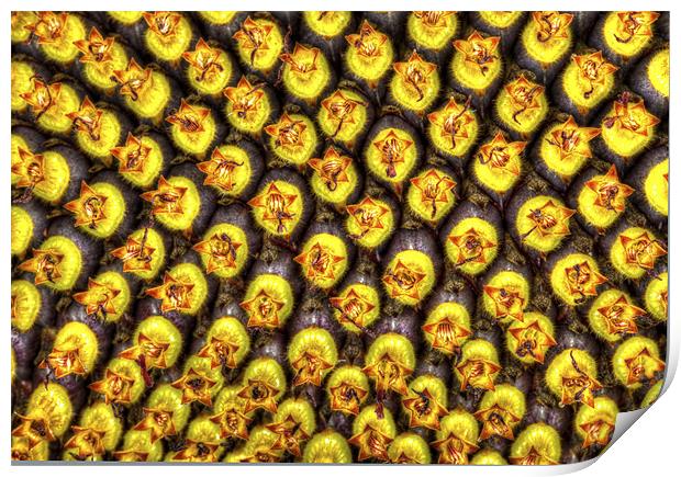 Sunflower Head Macro Print by Mike Gorton