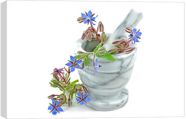 Starflower with Pestle and Mortar Canvas Print by Diana Mower
