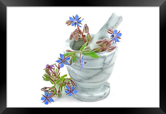 Starflower with Pestle and Mortar Framed Print by Diana Mower