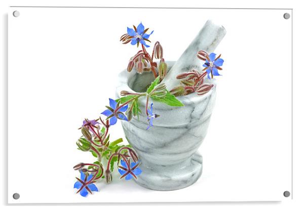 Starflower with Pestle and Mortar Acrylic by Diana Mower