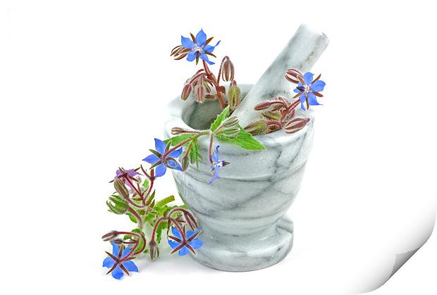 Starflower with Pestle and Mortar Print by Diana Mower
