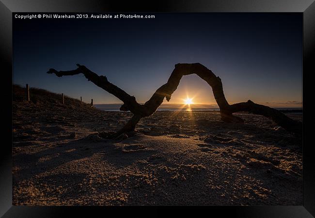 Bough before the sun Framed Print by Phil Wareham