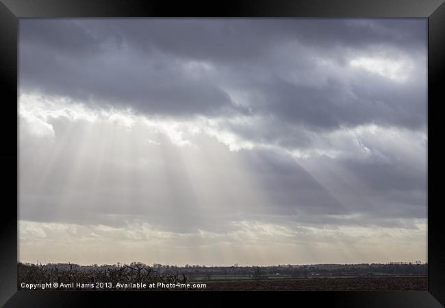 A little ray of light Framed Print by Avril Harris