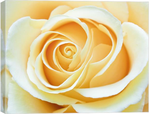 Yellow Rose Canvas Print by Stuart Gennery