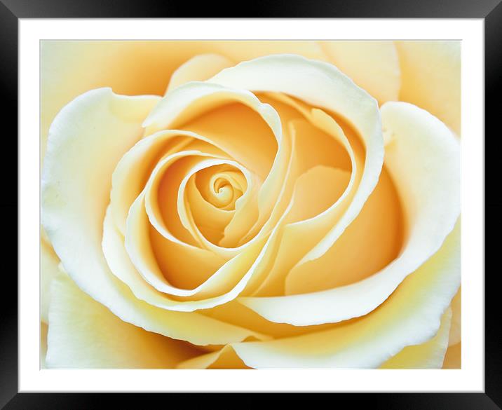 Yellow Rose Framed Mounted Print by Stuart Gennery