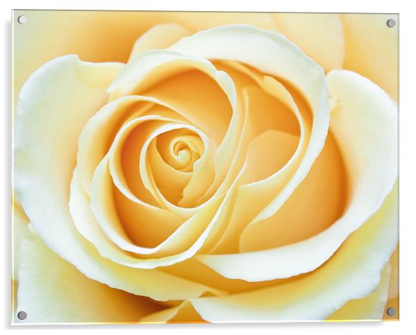 Yellow Rose Acrylic by Stuart Gennery