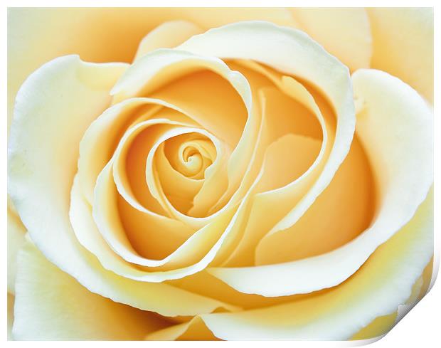 Yellow Rose Print by Stuart Gennery