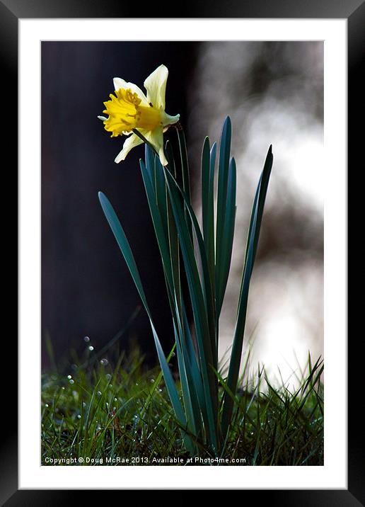 daffodil Framed Mounted Print by Doug McRae