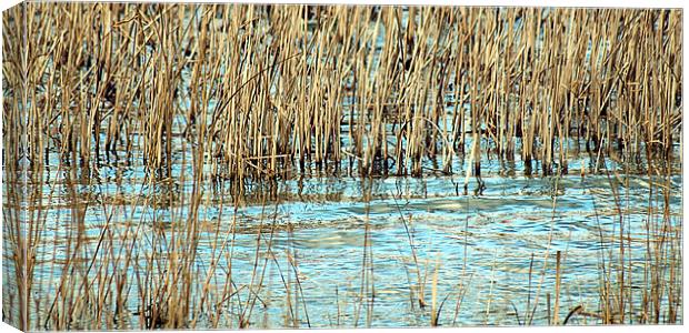 Lake reeds Canvas Print by Sharon Lisa Clarke