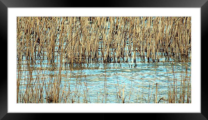 Lake reeds Framed Mounted Print by Sharon Lisa Clarke