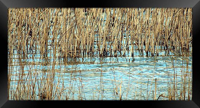 Lake reeds Framed Print by Sharon Lisa Clarke