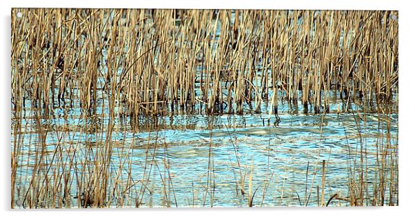 Lake reeds Acrylic by Sharon Lisa Clarke