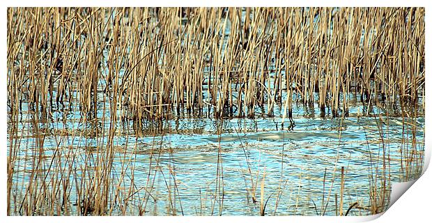 Lake reeds Print by Sharon Lisa Clarke