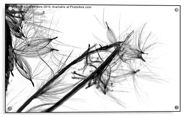 Fly Away - willow herb seeds Acrylic by LIZ Alderdice