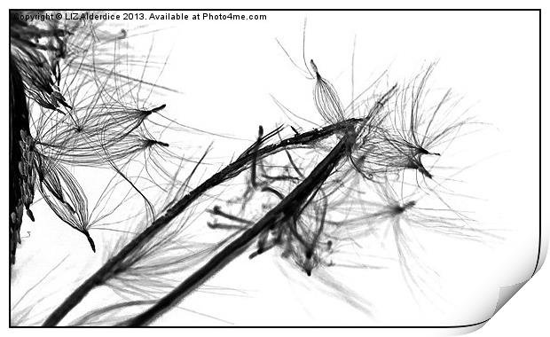 Fly Away - willow herb seeds Print by LIZ Alderdice