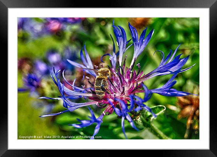 thirsty bee Framed Mounted Print by carl blake