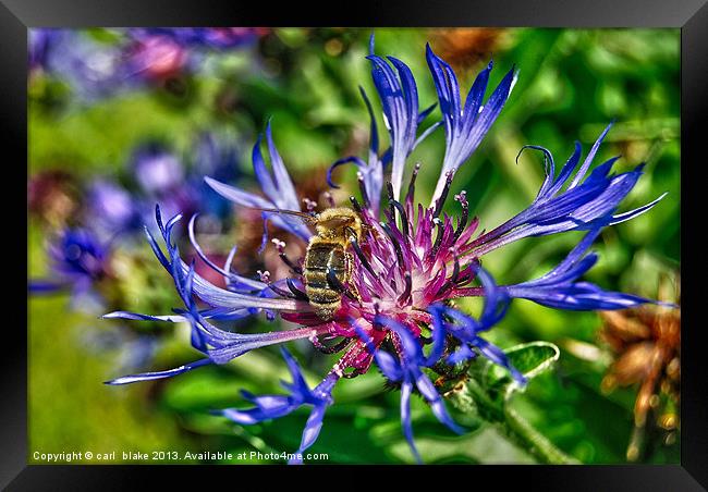 thirsty bee Framed Print by carl blake