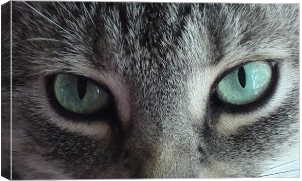 Cats Eyes Canvas Print by Donna-Marie Parsons