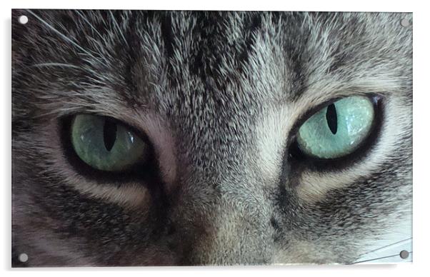 Cats Eyes Acrylic by Donna-Marie Parsons