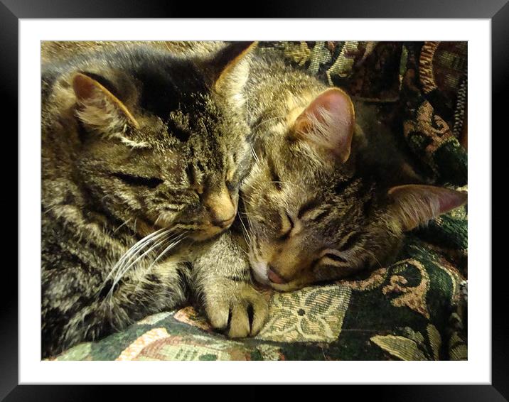 Brotherly Love Framed Mounted Print by Donna-Marie Parsons