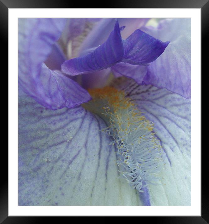Inside an Iris Framed Mounted Print by Donna-Marie Parsons