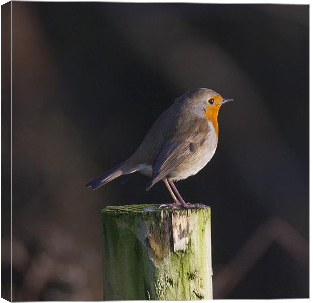 Robin on wooden fence post Canvas Print by Simon West