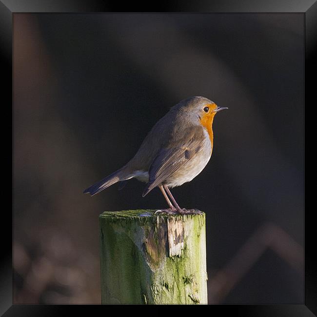 Robin on wooden fence post Framed Print by Simon West