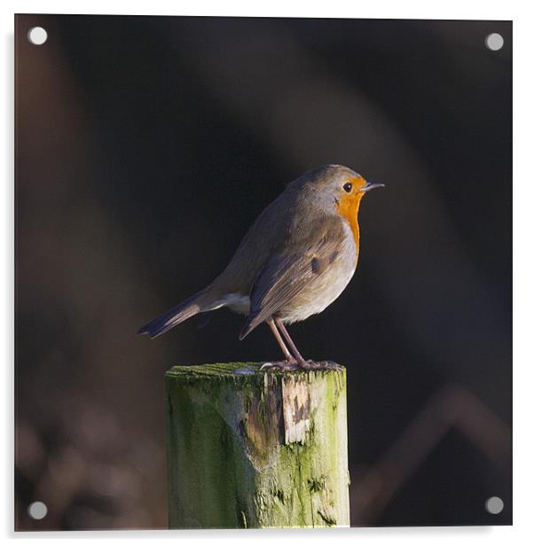 Robin on wooden fence post Acrylic by Simon West