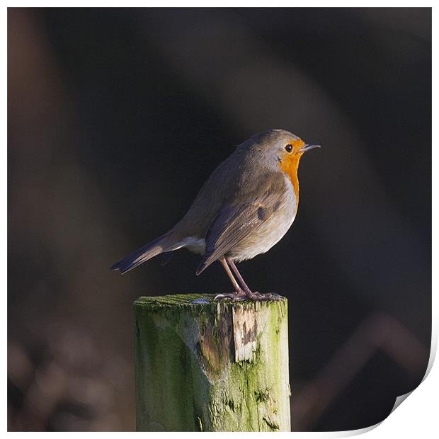 Robin on wooden fence post Print by Simon West