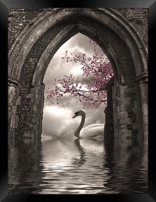 Archway to Heaven Framed Print by Sharon Lisa Clarke